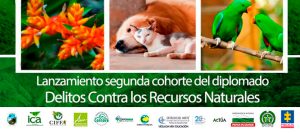 Lanzamiento diplomado