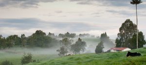 Campo, arboles, vaca