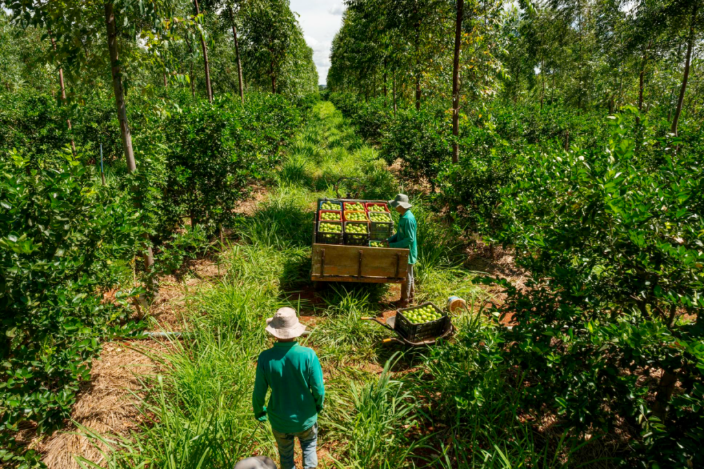 Entorno rural en el que dos hombres de uniforme interactúan con productos de la naturaleza.