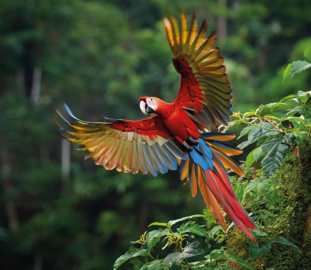 Paisaje natural con guacamaya bandera volando